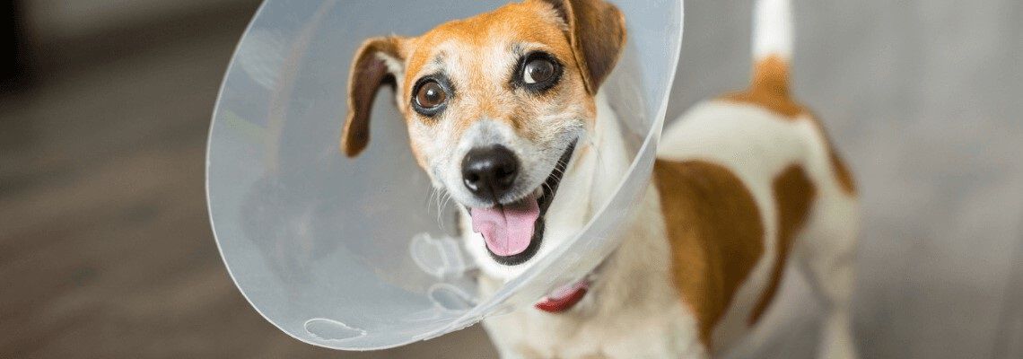 Wanneer kan ik mijn hond laten steriliseren? Wanneer kan ik mijn hond laten steriliseren?